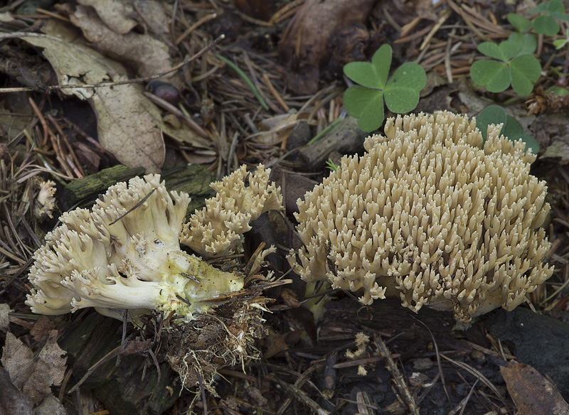 Ramaria eumorpha